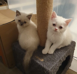 Bkh-Perser Mix Kitten 
