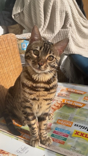 Milo sucht ein neues Zuhause!