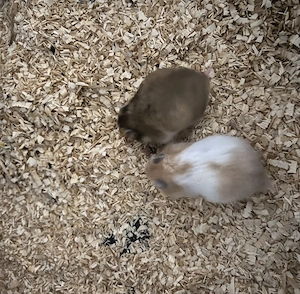 Hamster Goldhamster