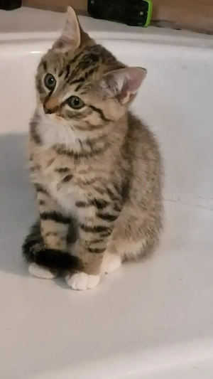 6 kitten BKH-mix