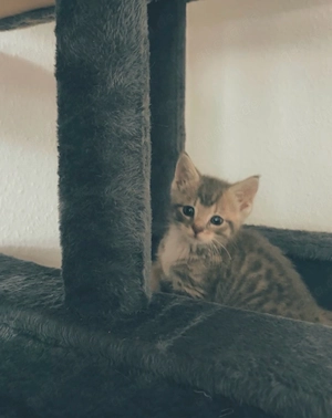kitten suchen zuhause fürimmer.