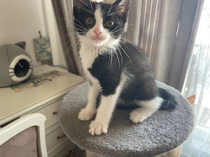 Paul   liebevoller Kater sucht sein Für-immer-Zuhause 