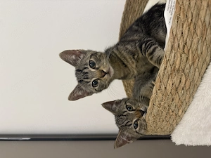 Zwei männliche Kitten 