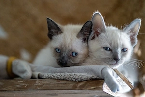 6 wunderschöne Siam Kitten suchen ab sofort ein neues zu Hause 