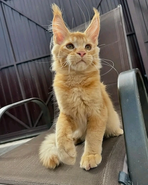 Meine entzückenden Maine-Coon-Kätzchen sind bereit, in ihre neuen Familien einzuziehen