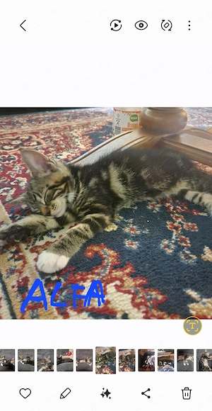 Maincoon mix kitten 