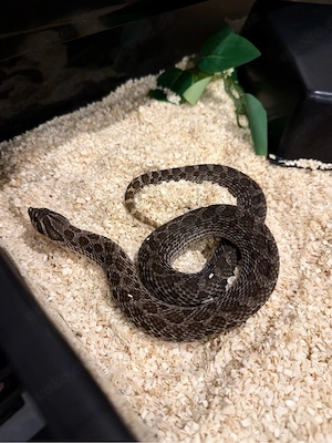 Hognose - Hakennasennatter - Heterodon Nasicus