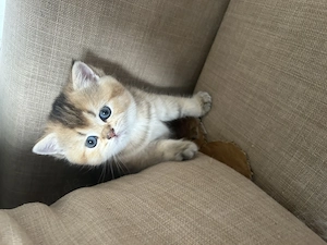 Wunderschönes British Shorthair Black Golden Shaded Mädchen mit Stammbaum