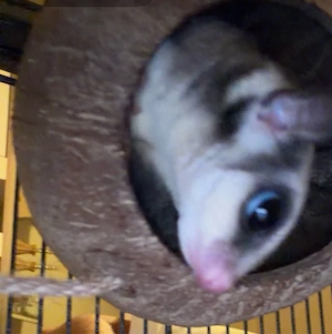 Sugar Glider (11 Monate) inkl. großem Käfig & komplettem Zubehör, Komplettset