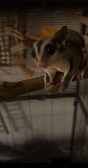 Sugar Glider (11 Monate) inkl. großem Käfig & komplettem Zubehör, Komplettset