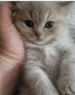 Bk Katze Reinrassig Weiss und lilac Farbe 
