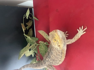 Bartagame mit Terrarium und Zubehör abzugeben