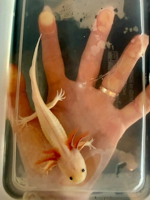 Kleine Axolotl abzugeben Bild 3
