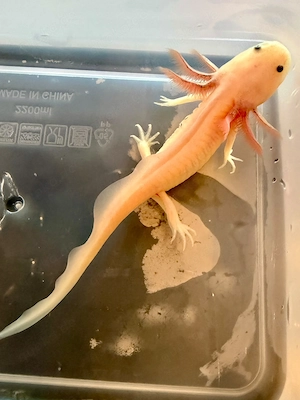 Kleine Axolotl abzugeben Bild 5