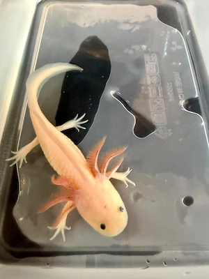 Kleine Axolotl abzugeben Bild 2