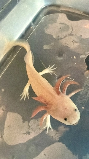 Kleine Axolotl abzugeben Bild 4