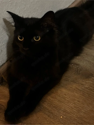 bombay-mix katze 7 8 monate