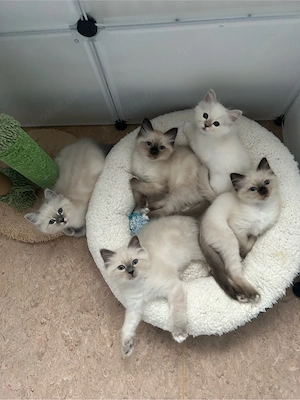 Traumhaftes Heilige Birma Kitten   