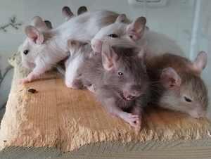 Mega tolle Degu Kids,viele Farben:Lilac& blue-non,schoko&sand-Schecken suchen Zuhause im Glück