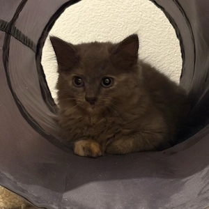 Bkh mix Kitten