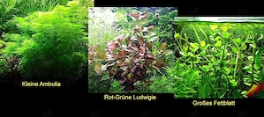 Kleine Ambulia, Rot-Grüne Ludwigie, Fettblatt, Wasserpflanzen