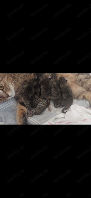 Babykatzen  Tabby  Tiegerkatze