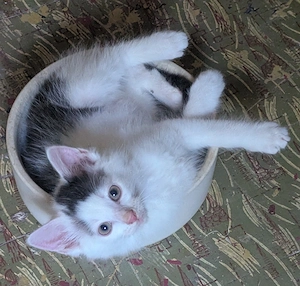 Drei kleine Kater suchen ein neues Zuhause 