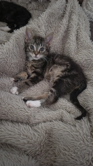 Kitten suchen neues Zuhause