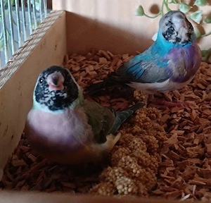 Gouldamadinen Jungtiere Vögel Prachtfinken