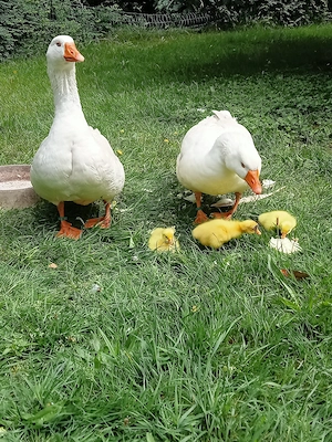 Suche böhmische Gans (weiblich) Gössel abzugeben 