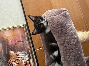 Kleinen Katzen zu verschenken 