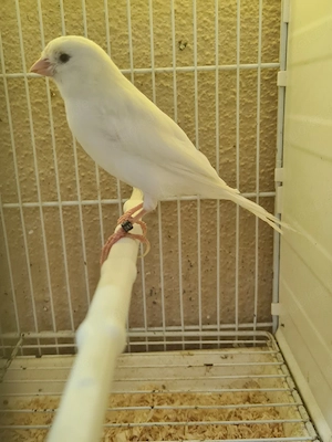 Kanarienvogel Hahn 