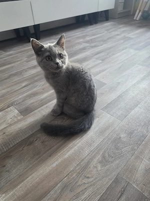 Bkh Blh katzen zu verkaufen 