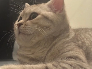 bkh katze abzugeben dringend 