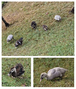 Enten Flugente Warzenente Jungenten - Schneckenfresser