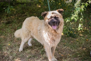 *TEDDY* Der  Akita Mix sucht liebevolle Familie mit Hundeerfahrung