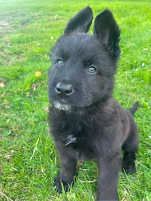 x herder welpen 