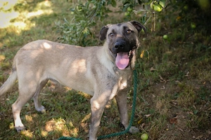 *ATILA* - der Malinois (Mix) sucht eine Familie mit entsprechender Hundeerfahrung