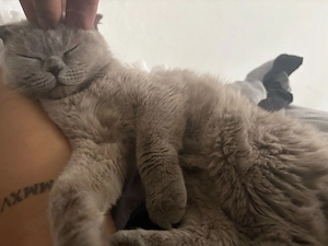    Liebevolles Zuhause für zwei unzertrennliche Katzen gesucht   