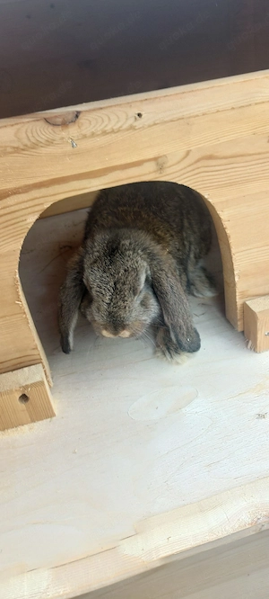 Zwergwidder Kaninchen Streichelhasen Schlappohren 