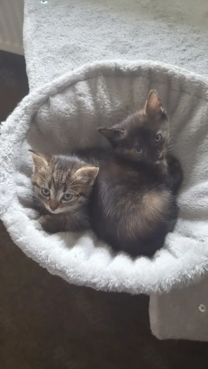 Unsere 2 Katzen Mädels sind auf der suche nach einem schönes  Zuhause 