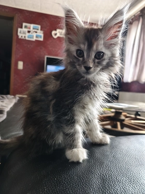 Maine Coon Kitten mit Stammbaum  Bild 4
