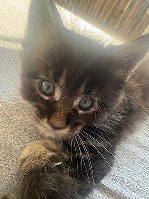 Maine Coon Kitten mit Stammbaum  Bild 5