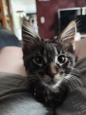 Maine Coon Kitten mit Stammbaum  Bild 6