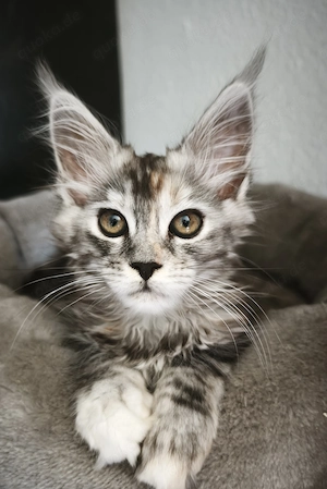 Maine Coon Kitten mit Stammbaum  Bild 3