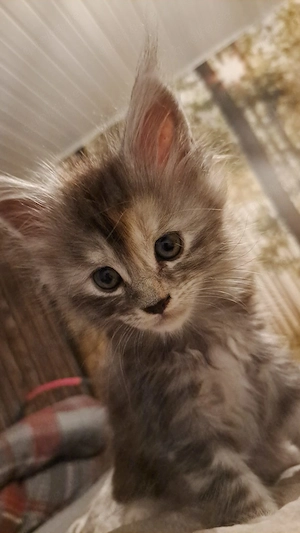 Maine Coon Kitten mit Stammbaum  Bild 2