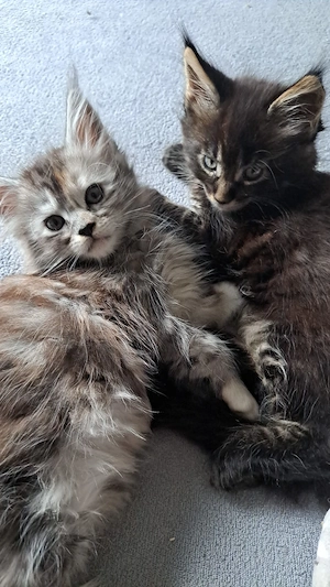 Maine Coon Kitten mit Stammbaum 