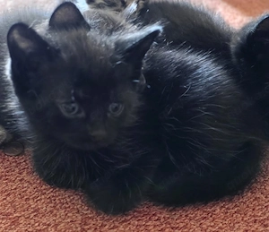 Maine Coon Mix Kitten 