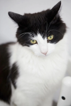 Main Coon Mix kitten 