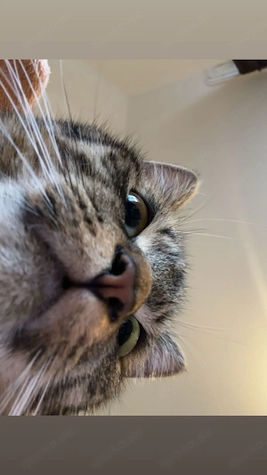 verspielte katze
